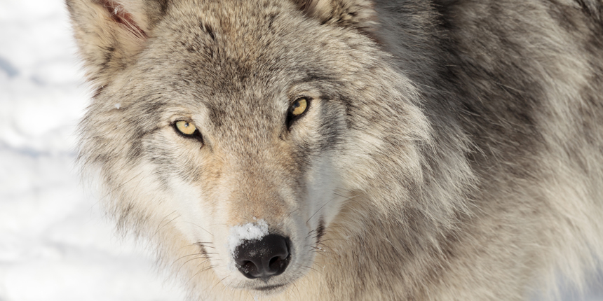 Wer Fürchtet Sich Vorm Bösen Wolf